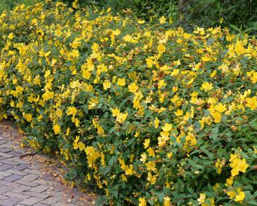 Třezalka 'Hidcote Gold'