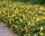 Třezalka 'Hidcote Gold'