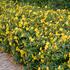 trezalka-hidcote-gold.jpg