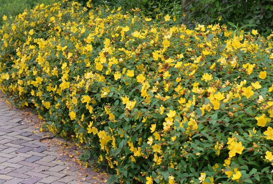 Třezalka 'Hidcote Gold' - Hypericum 'Hidcote Gold'