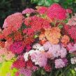 Řebříček obecný 'Compact mix' - Achillea millefolium 'Compact mix'