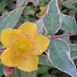 Třezalka Moserova 'Tricolor' - Hypericum moserianum 'Tricolor'