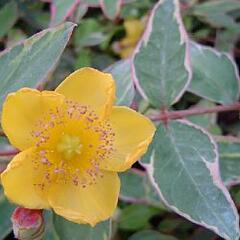 Třezalka Moserova 'Tricolor' - Hypericum moserianum 'Tricolor'