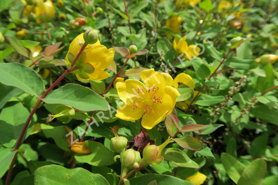 Třezalka Moserova - Hypericum moserianum