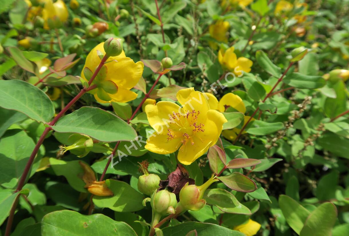 Třezalka Moserova - Hypericum moserianum