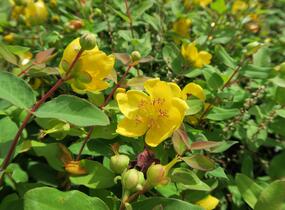 Třezalka Moserova - Hypericum moserianum
