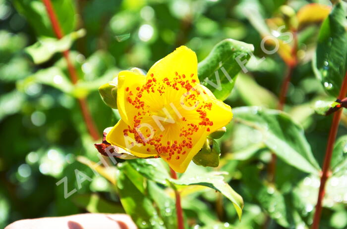 Třezalka Moserova - Hypericum moserianum
