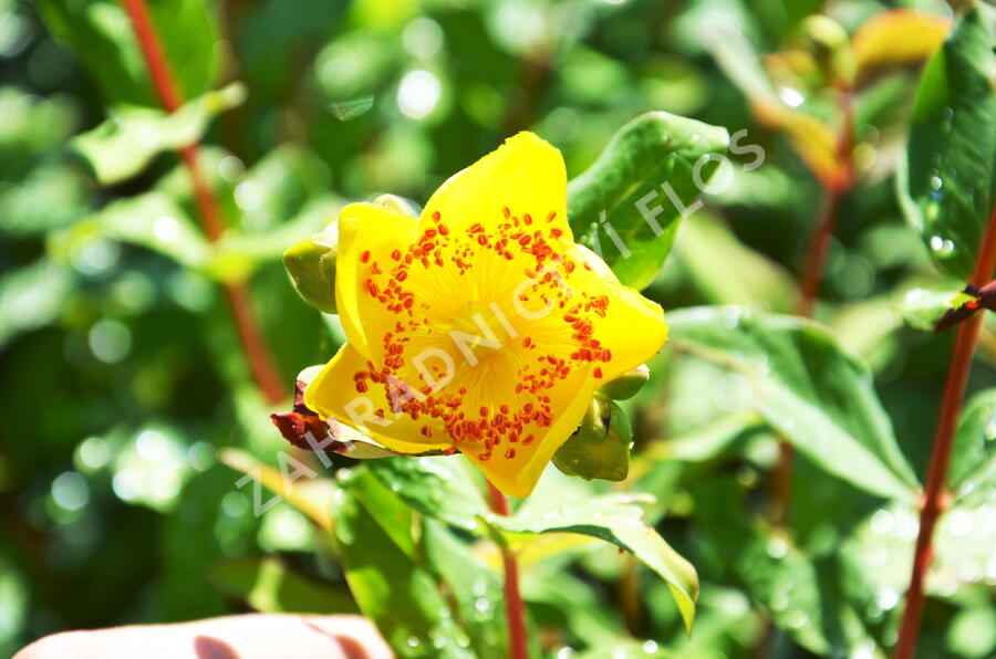 Třezalka Moserova - Hypericum moserianum