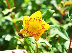 Třezalka Moserova - Hypericum moserianum