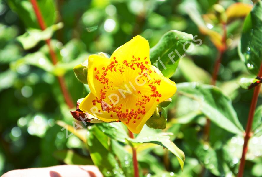 Třezalka Moserova - Hypericum moserianum