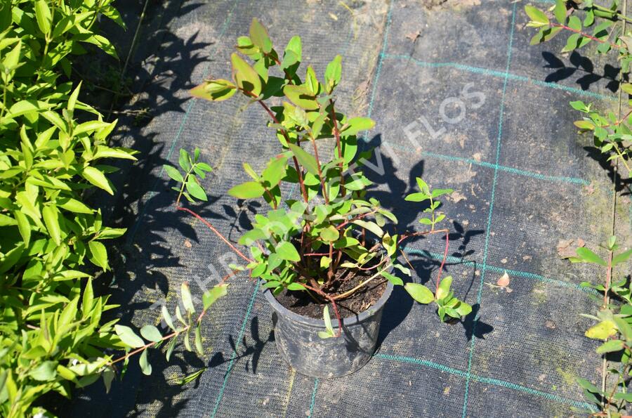 Třezalka Moserova - Hypericum moserianum