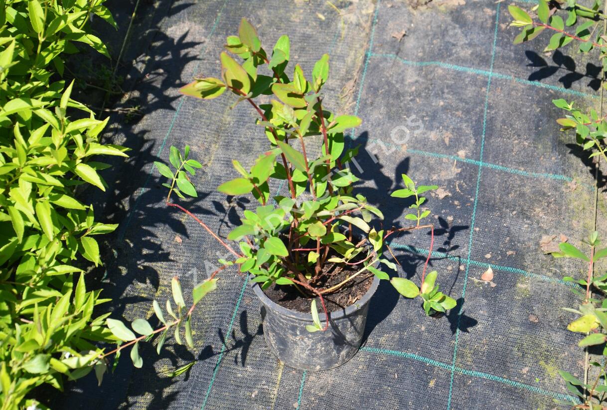 Třezalka Moserova - Hypericum moserianum