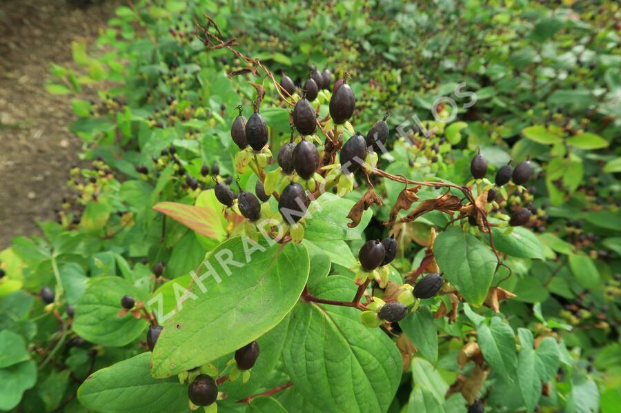 Třezalka nevonná 'Rheingold' - Hypericum inodorum 'Rheingold'