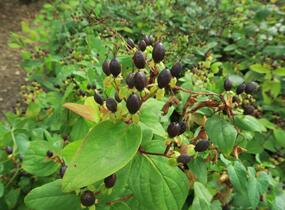 Třezalka nevonná 'Rheingold' - Hypericum inodorum 'Rheingold'