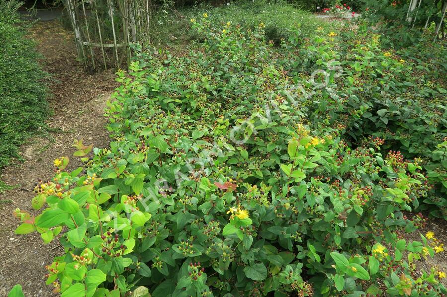 Třezalka nevonná 'Rheingold' - Hypericum inodorum 'Rheingold'
