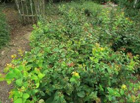 Třezalka nevonná 'Rheingold' - Hypericum inodorum 'Rheingold'