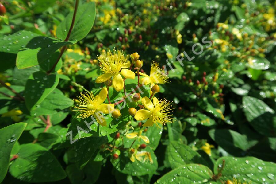 Třezalka nevonná 'Rheingold' - Hypericum inodorum 'Rheingold'