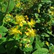 Třezalka nevonná 'Rheingold' - Hypericum inodorum 'Rheingold'