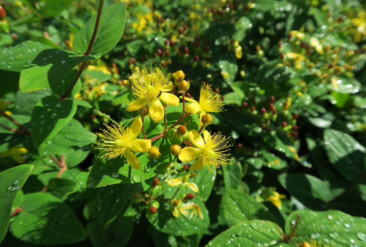 Třezalka nevonná 'Rheingold' - Hypericum inodorum 'Rheingold'