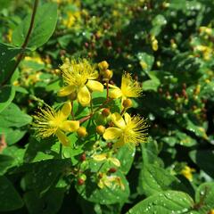 Třezalka nevonná 'Rheingold' - Hypericum inodorum 'Rheingold'