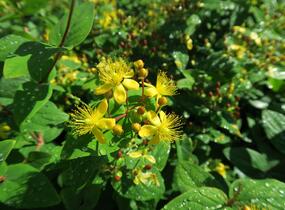 Třezalka nevonná 'Rheingold' - Hypericum inodorum 'Rheingold'