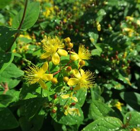 Třezalka nevonná 'Rheingold' - Hypericum inodorum 'Rheingold'