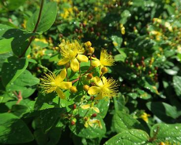 Třezalka nevonná 'Rheingold'