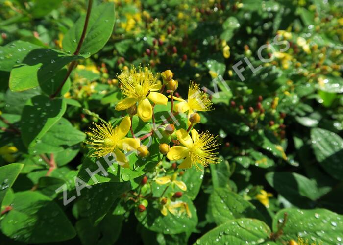 Hypericum Rheingold Třezalka nevonná 'Rheingold' - Hypericum inodorum 'Rheingold ...
