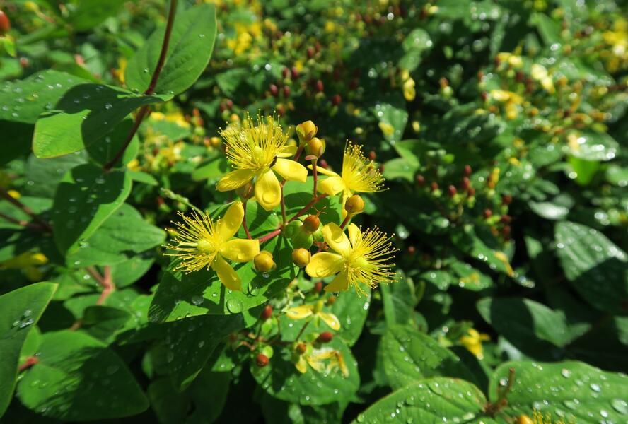 Třezalka nevonná 'Rheingold' - Hypericum inodorum 'Rheingold'