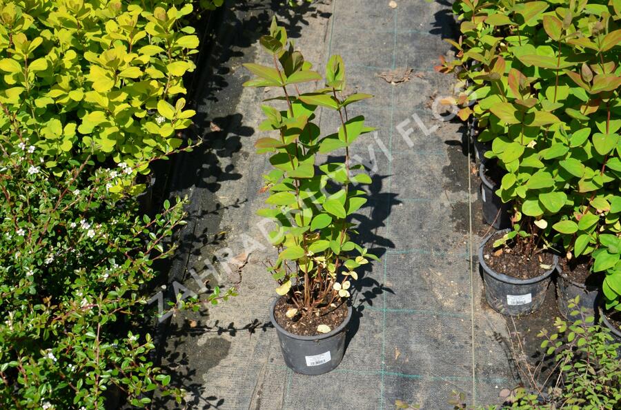 Třezalka nevonná 'Rheingold' - Hypericum inodorum 'Rheingold'