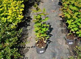 Třezalka nevonná 'Rheingold' - Hypericum inodorum 'Rheingold'