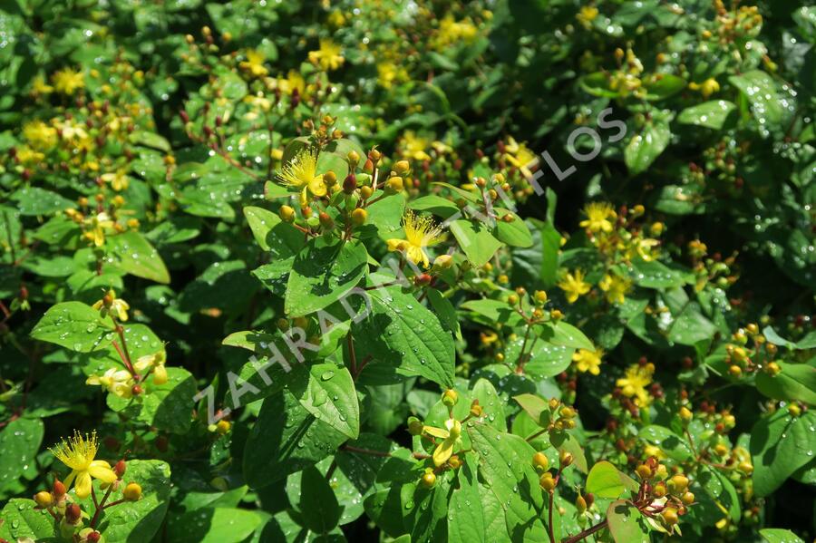 Třezalka nevonná 'Rheingold' - Hypericum inodorum 'Rheingold'
