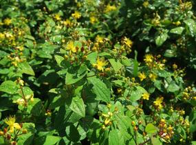 Třezalka nevonná 'Rheingold' - Hypericum inodorum 'Rheingold'