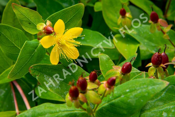 Třezalka nevonná 'Elstead' - Hypericum inodorum 'Elstead'