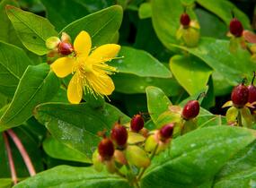 Třezalka nevonná 'Elstead' - Hypericum inodorum 'Elstead'