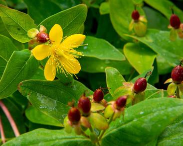 Třezalka nevonná 'Elstead'