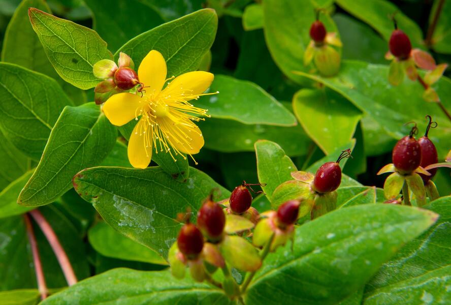 Třezalka nevonná 'Elstead' - Hypericum inodorum 'Elstead'