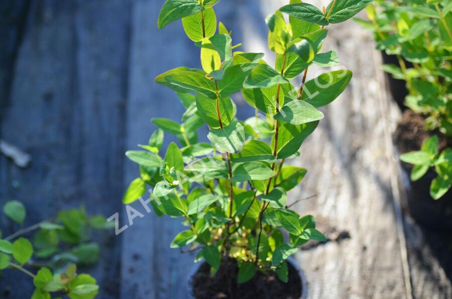 Třezalka nevonná 'Elstead' - Hypericum inodorum 'Elstead'
