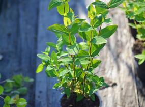 Třezalka nevonná 'Elstead' - Hypericum inodorum 'Elstead'
