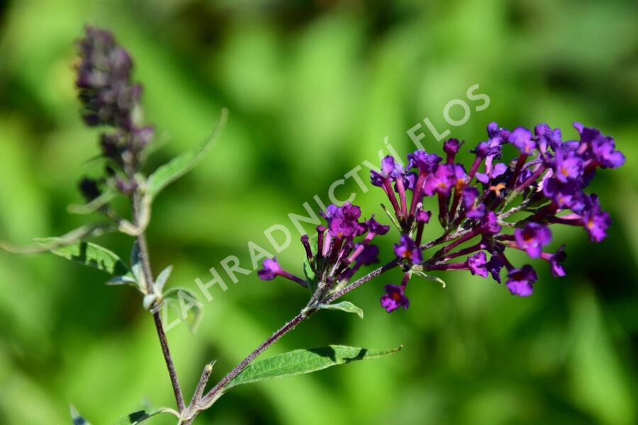 Motýlí keř, Komule Davidova 'Nanho Purple' - Buddleja davidii 'Nanho Purple'