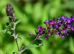 Motýlí keř, Komule Davidova 'Nanho Purple' - Buddleja davidii 'Nanho Purple'
