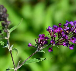 Motýlí keř, Komule Davidova 'Nanho Purple' - Buddleja davidii 'Nanho Purple'