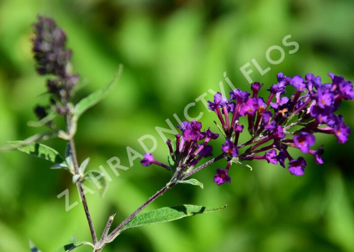 Motýlí keř, Komule Davidova 'Nanho Purple' - Buddleia davidii 'Nanho Purple'
