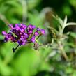 Motýlí keř, Komule Davidova 'Nanho Purple' - Buddleja davidii 'Nanho Purple'