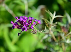 Motýlí keř, Komule Davidova 'Nanho Purple' - Buddleja davidii 'Nanho Purple'