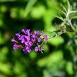 Motýlí keř, Komule Davidova 'Nanho Purple' - Buddleja davidii 'Nanho Purple'