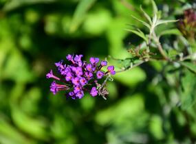 Motýlí keř, Komule Davidova 'Nanho Purple' - Buddleja davidii 'Nanho Purple'