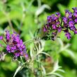 Motýlí keř, Komule Davidova 'Nanho Purple' - Buddleja davidii 'Nanho Purple'