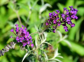 Motýlí keř, Komule Davidova 'Nanho Purple' - Buddleja davidii 'Nanho Purple'