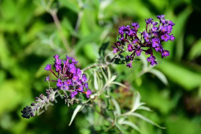 Motýlí keř, Komule Davidova 'Nanho Purple' - Buddleja davidii 'Nanho Purple'